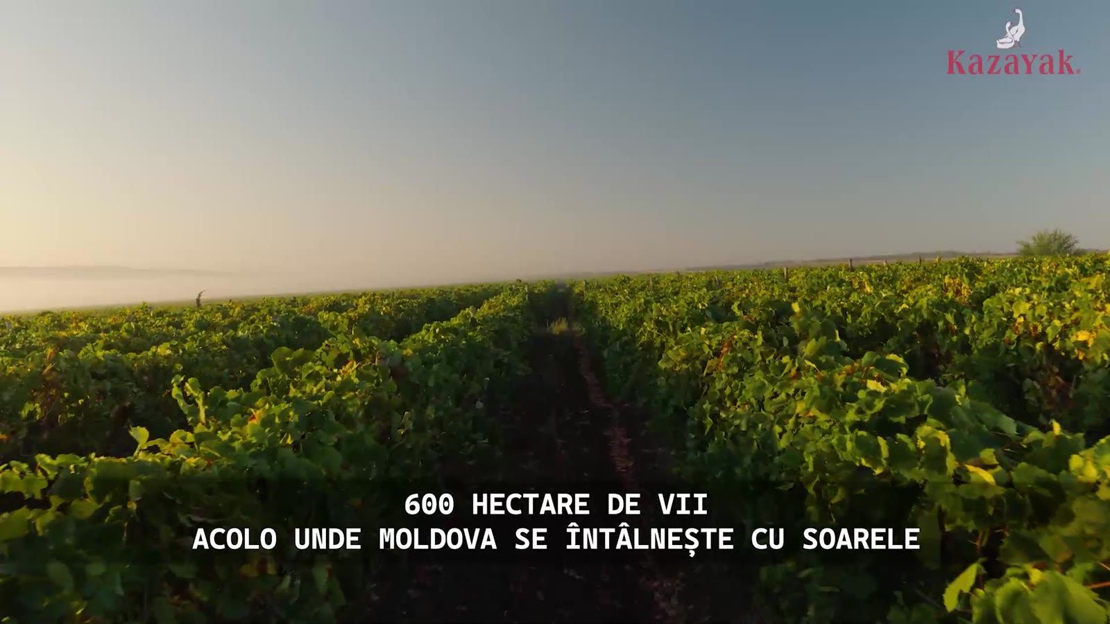 Film despre Kazayak și procesul de vinificație